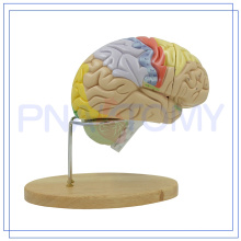 Modelos anatômicos do cérebro do ensino plástico de alta qualidade PNT-0614 para venda